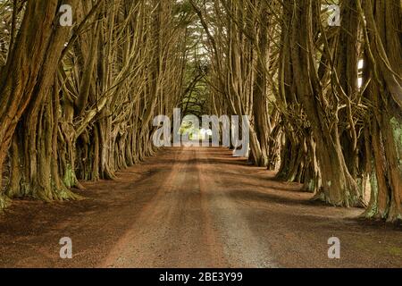 Ein malerischer Blick auf eine alte, von Bäumen gesäumte Landschmutzstraße, die zu einer Farm in der kleinen Gemeinde Ridgley in Tasmanien, Australien führt. Stockfoto