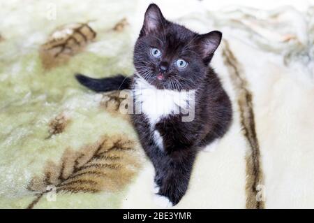 Schwarzes schottisches Kätzchen auf dem Sofa, Thema schöne Hauskatzen Stockfoto