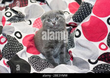 Graue schottische Faltenkatzen auf dem Bett sitzend, Thema schöne Hauskatzen Stockfoto