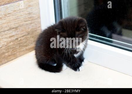 Schottisches schwarzes Kätzchen am Fenster sitzend, ist das Thema eine schöne Hauskatze Stockfoto