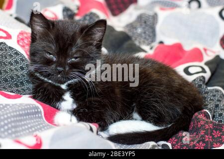 Schwarz-weiß schottisches Kätzchen auf dem Bett, Thema der schönen Hauskatzen Stockfoto