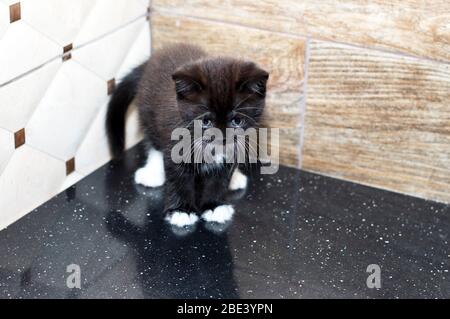 Ein schottisches Kätzchen steht in der Ecke der Wand, das Thema der schönen Hauskatzen Stockfoto