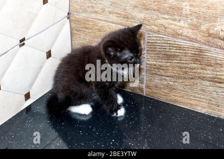 Ein schottisches Kätzchen sitzt in einer Ecke in der Küche, das Thema der schönen Hauskatzen Stockfoto