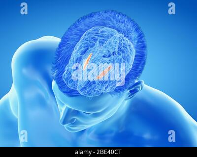 Medialer Globus pallidus des Gehirns, Illustration. Stockfoto