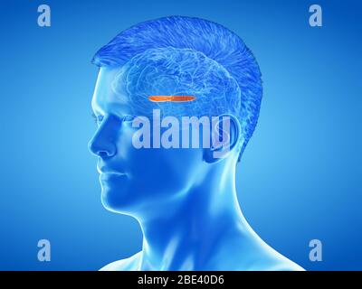 Medialer Globus pallidus des Gehirns, Illustration. Stockfoto