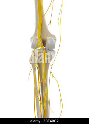 Nerven des Knies, Illustration. Stockfoto
