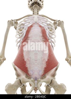 Musculus transversus abdominis, Abbildung. Stockfoto