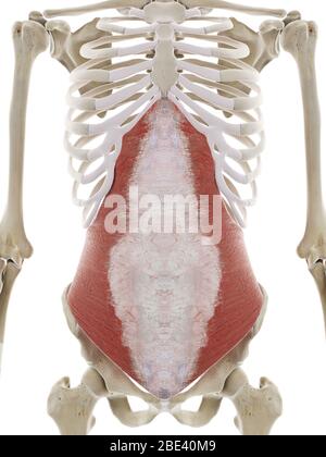 Musculus transversus abdominis, Abbildung. Stockfoto