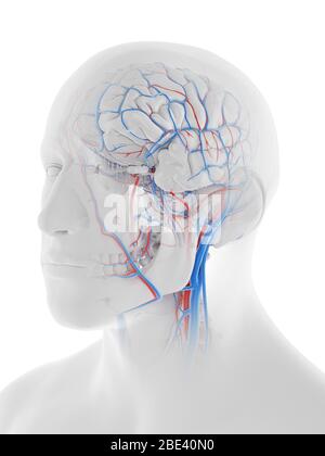 Gefäßsystem des menschlichen Kopfes und Gehirns, Illustration. Stockfoto