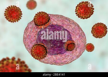Covid-19 Coronaviren, die menschliche Zellen infizieren, Illustration Stockfoto