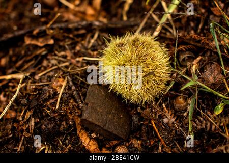 Kastanienfrucht (Castanea sativa) auf dem Boden. Stockfoto