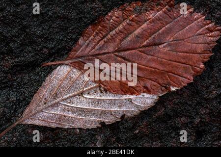 Buche (Fagus sp.) Blätter. Stockfoto