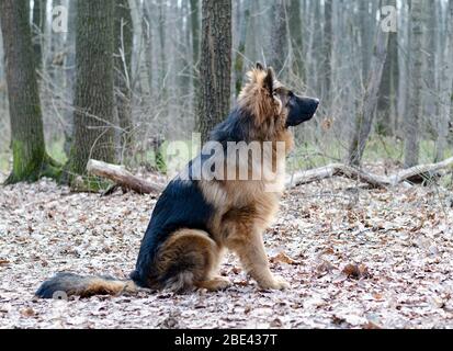 Junger flauschiger deutscher Hirtenhund Hündin sechs Monate im Wald Liegend. Reinrassige Hundeporträts. Stockfoto