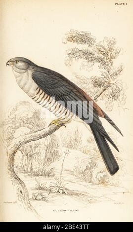 Afrikanische Kuckucksuke oder Kuckucksukke, Aviceda cuculoides. Handkolorierter Stahlstich von William Lizars nach einer Illustration von William John Swainson aus seinen Vögeln Westafrikas in Sir William Jardines Naturalist’s Library: Ornithology, Lizars, Edinburgh, 1837. Stockfoto