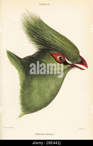 Leiter der Guinea turaco, Tauraco persa buffoni. Senegal touraco, Corythaix senegalensis. Handkolorierter Stahlstich von William Lizars nach einer Illustration von William John Swainson aus seinen Vögeln Westafrikas in Sir William Jardines Naturalist’s Library: Ornithology, Lizars, Edinburgh, 1837. Stockfoto