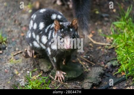 Gefährdete gefleckte östliche Quoll in einem Konservierungsprogramm im Tasmanian Devil Sanctuary am Cradle Mountain, Tasmanien, Australien Stockfoto