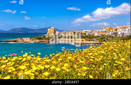 Mediterrane Küste in Alghero, Sardinien, Italien. Im Vordergrund die malerischen gelben Frühlingsblumen, im Hintergrund die Gebäude der Altstadt von Alghero Stockfoto