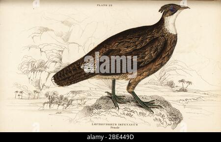 Himalaya monal, weiblich, Lophophorus impejanus (Impeyan lophorus, Lophophorus impeyanus). Handkolorierter Kupferstich von William Lizars aus Sir William Jardines The Natural History of Gallinaceous Birds in His Naturalist’s Library: Ornithology, Lizars, Edinburgh, 1834. Stockfoto