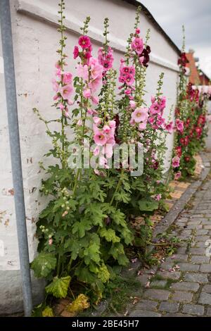 Hollyhocks oder malva, in der Malvenfamilie Malvaceae, wächst in der Stadt Rønne auf der Insel Bornholm in Dänemark. Stockfoto