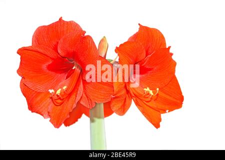 Nahaufnahme von roten Blumen auf einem einfachen Hintergrund, schöne Blumen. Stockfoto