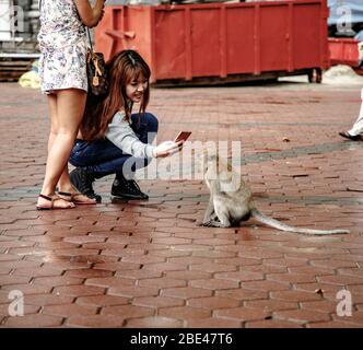 Tourist ein Bild mit dem Telefon zu einem Affen aus den Batu-Höhlen in Kuala Lumpur - Turista haciéndole una foto a un mono de las cuevas Batu Stockfoto