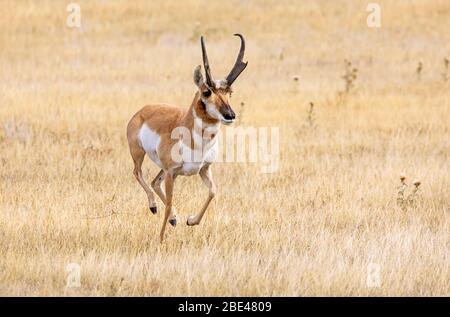 Pronghorn-Buck (Antilocapra americana); Cheyenne, Wyoming, Vereinigte Staaten von Amerika Stockfoto