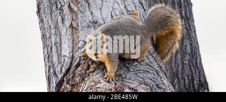 Fuchshörnchen (Sciurus niger) in einem Baum; Denver, Colorado, Vereinigte Staaten von Amerika Stockfoto