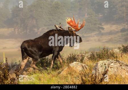 Bullengans (Alces alces), die Samt von Geweihen vergießen und durch ein Feld gehen; Fort Collins, Colorado, Vereinigte Staaten von Amerika Stockfoto