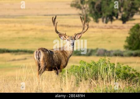 Maultierhirsch (Odocoileus hemionus) Hirsch mit Geweih, der auf einem Feld steht und die Kamera anschaut; Steamboat Springs, Colorado, Vereinigte Staaten von Amerika Stockfoto