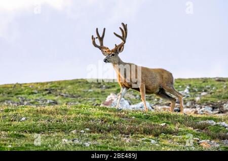 Maultierbock (Odocoileus hemionus), der auf einem Feld steht; Steamboat Springs, Colorado, Vereinigte Staaten von Amerika Stockfoto