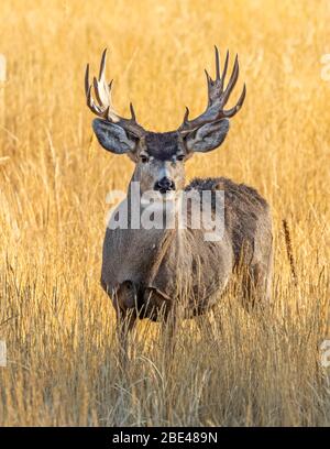 Maultierhirsch (Odocoileus hemionus) Hirsch mit Geweih im langen Gras stehend und auf die Kamera schauend; Steamboat Springs, Colorado, Vereinigte Staaten von Amerika Stockfoto