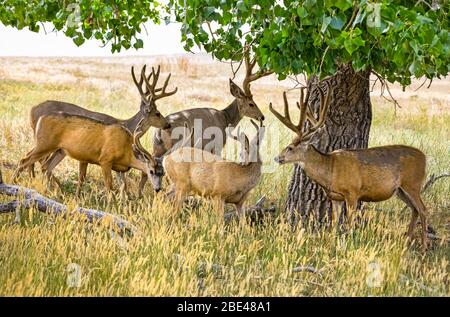 Herde von Mule Deer (Odocoileus hemionus) um einen Baum versammelt; Steamboat Springs, Colorado, Vereinigte Staaten von Amerika Stockfoto