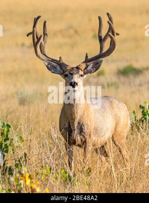 Maultierbock (Odocoileus hemionus), der in einem goldenen Grasfeld steht; Steamboat Springs, Colorado, Vereinigte Staaten von Amerika Stockfoto