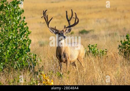 Maultierhirsch (Odocoileus hemionus) Hirsch mit Geweih im langen Gras stehend und auf die Kamera schauend; Steamboat Springs, Colorado, Vereinigte Staaten von Amerika Stockfoto