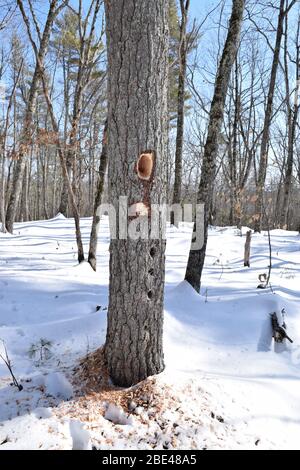 Vertikales Bild eines Baumes mit mehreren Löchern, die von einem Pilespecht gemacht wurden. Schnee bedeckten Wald im Winter Stockfoto