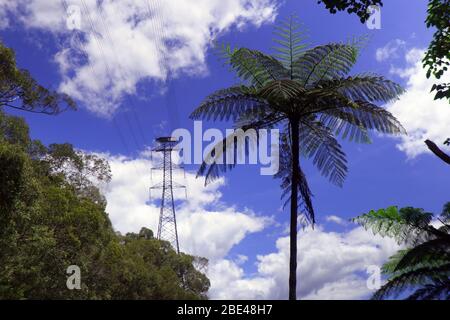 Hubschrauberlandeplatz auf dem elektrischen Pylon, der Wasserkraft über tropischen Regenwald überträgt, Lake Morris, Copperlode Dam, Cairns, Queensland, A Stockfoto