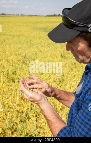 Ein Landwirt steht auf einem Feld und inspiziert eine Handvoll Erbsen; Alberta, Kanada Stockfoto