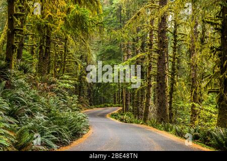 Eine Parkstraße führt durch den Wald im Ecola State Park; Cannon Beach, Oregon, USA Stockfoto