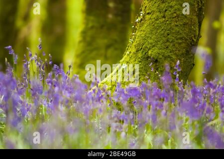 Nahaufnahme von Bluebells, die in einem Waldboden mit einem moosigen Baumstamm im Hintergrund wachsen; Fermoy, County Cork, Irland Stockfoto