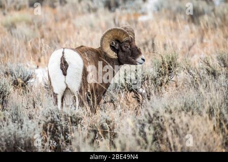 Der Dickhornschaframm (Ovis canadensis) blickt über seine Schulter zurück, während er auf einer Weide in der Nordgabel des Shoshone River valle steht... Stockfoto