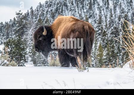 American Bison Bull (Bison Bison) steht im Schnee im Yellowstone National Park; Wyoming, Vereinigte Staaten von Amerika Stockfoto