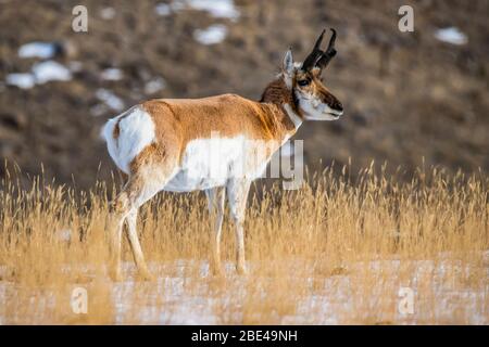 Nahaufnahme eines Pronghorn Antelope Bucks (Antilocapra americana) im Yellowstone National Park; Montana, USA Stockfoto