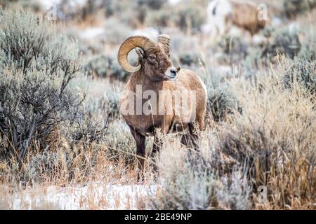 Dickhornschaframm (Ovis canadensis) Steht in einer Weide in der Nordgabel von Das Shoshone River Valley in der Nähe des Yellowstone National Park Stockfoto