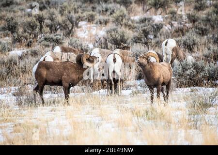 Drei Dickhornschaframme (Ovis canadensis) stellen sich während der Rut in der Nordgabel des Shoshone River Valley in der Nähe von ... Stockfoto