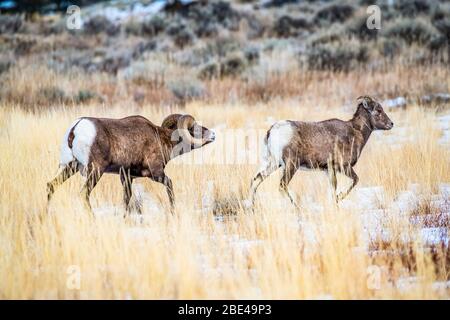 Der Dickhornschaframm (Ovis canadensis) folgt einem Mutterschafe durch eine verschneite Wiese in der North Fork des Shoshone River Valley während der Rut bei Yellow... Stockfoto