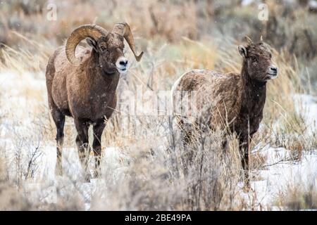 Dickhornschaframm (Ovis canadensis) Courts ein Mutterschaf an einem verschneiten Tag im Norden Gabelung des Shoshone River Valley in der Nähe des Yellowstone National Par Stockfoto