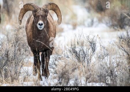 Der Dickhornschaframm (Ovis canadensis) nähert sich an einem verschneiten Tag durch eine Weide in der North Fork des Shoshone River Valley bei Yellow... Stockfoto