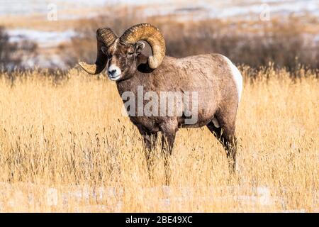 Dickhornschaframm (Ovis canadensis) Mit massiven Hörnern steht in einer Wiese während der Rut in der Nähe des Yellowstone National Park Stockfoto