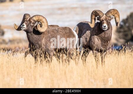 Bighorn Schaframme (Ovis canadensis) stehen in Graswiese während der Rut in der Nähe von Yellowstone National Park; Montana, Vereinigte Staaten von Amerika Stockfoto