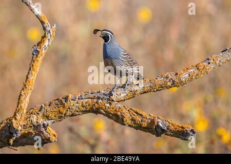 Kalifornischer Wachtel (Callipepla californica) Thront auf einem toten Zweig mit orangen Flechten bei bedeckt San Luis National Wildlife Refuge Stockfoto